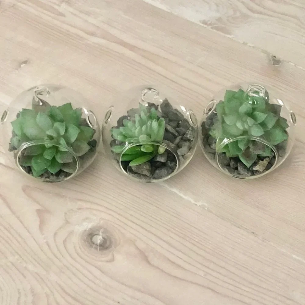 Set of 3 succulent terrariums - Picture 12 of 16